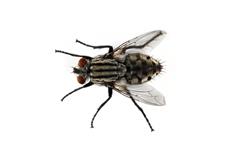 Excellent Corona Pest & Termite image 8