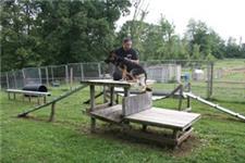Dog Training Beyond, LLC image 7