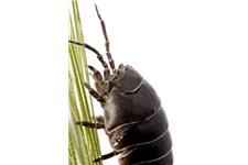 Best Colton Pest control image 9