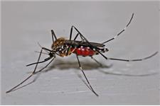Premier Columbus Bed Bug Exterminators image 10