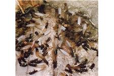 A A A Abco Termite & Pest Control image 4