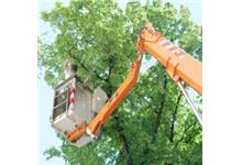 Brothers Tree Service image 4