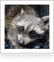 Westchester Raccoon Removal image 1