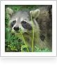 Westchester Raccoon Removal image 3