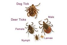 pest control plainfield Nj image 2