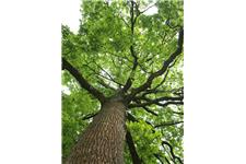 Goshen Tree Care image 3
