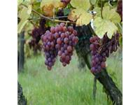 Pacifica Wine Division image 2