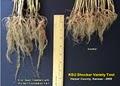 Pro Soil Bio Solutions for Agriculture image 4