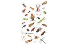 Ants Etc. Pest Service image 3
