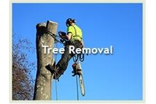 Aesthetic Tree Service image 1