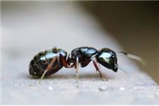 Top Termite Control Winnetka image 2