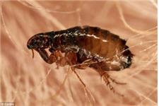 Top Termite Control Winnetka image 4