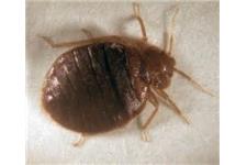 Huntington Beach Pest Specialists image 3