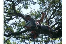 Your Tree Service Green Connection image 4
