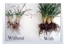 Pro Soil Bio Solutions for Agriculture image 5
