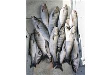 Flash Sport Fishing Charters image 4