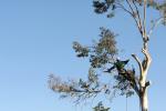 Maple Tree Service image 1