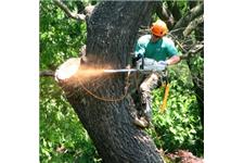 Best Tree Service Memphis image 1