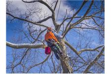 Henderson Tree Service image 2