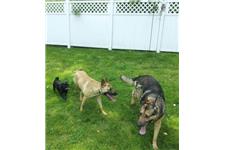 Dog Training Beyond, LLC image 5