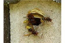 Premier Columbus Bed Bug Exterminators image 8