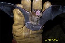 Get Bats Out image 2