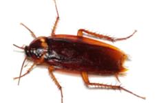 Specialized Pest Control image 3
