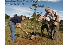 Tree Care & Service Pasadena image 1