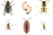 O'Connor Pest Control Simi Valley image 2