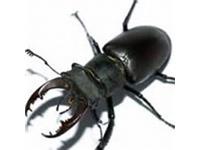 Best Pest Control of La Mirada image 5