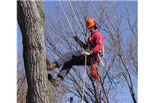 Lakewood Tree Care Services image 2