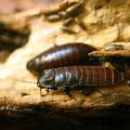 Ontario Termite and Pest Solutions image 3