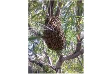 Desert Swarm Bee Removal, LLC image 4