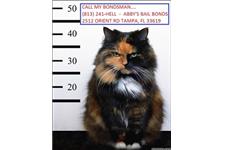 Abby's Bail Bonds Inc. image 7