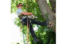 Simi Valley Tree Care image 2