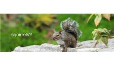 Tarzan Wildlife Control Toronto image 1