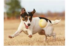 British Grit Jack Russell Terriers image 4