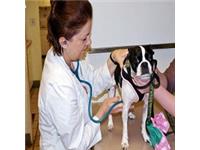 Smyrna Animal Hospital image 3