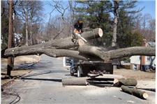 Tree Services in Katy image 1