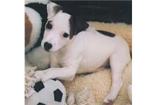 British Grit Jack Russell Terriers image 3