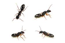 Excellent Corona Pest & Termite image 2