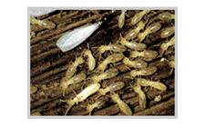 Pacific Coast Termite Inc image 2