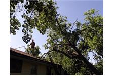Tree Care & Service Pasadena image 2