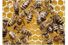 Desert Swarm Bee Removal, LLC image 3