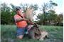 V-Bharre Ranch | Fallow Deer, Scimitar Oryx, Aoudad Sheep Hunting, Blackbuck Hunting in Texas logo