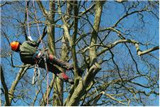 Fishers Dependable Tree Care image 1