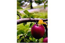 National Apple Harvest Festival image 10