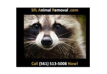 South Florida Animal Removal Services image 1
