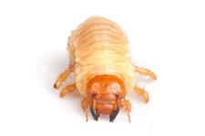 Best Colton Pest control image 1