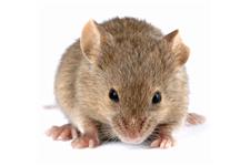 Top Quality Pest Control of Lakewood image 5